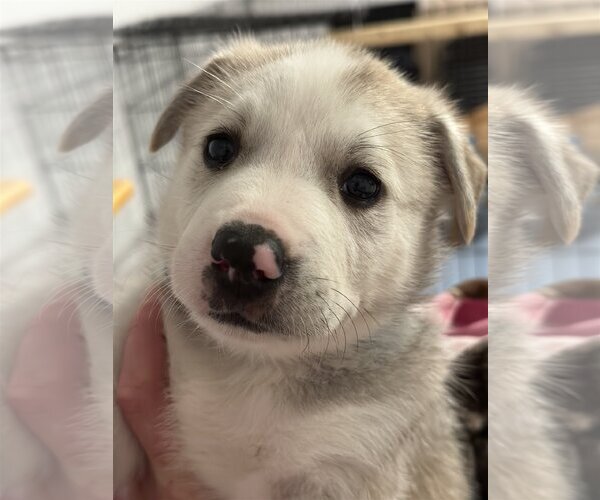 Medium Photo #3 Huskies -Labrador Retriever Mix Puppy For Sale in Brooklyn Center, MN, USA