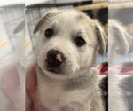 Small #2 Huskies -Labrador Retriever Mix