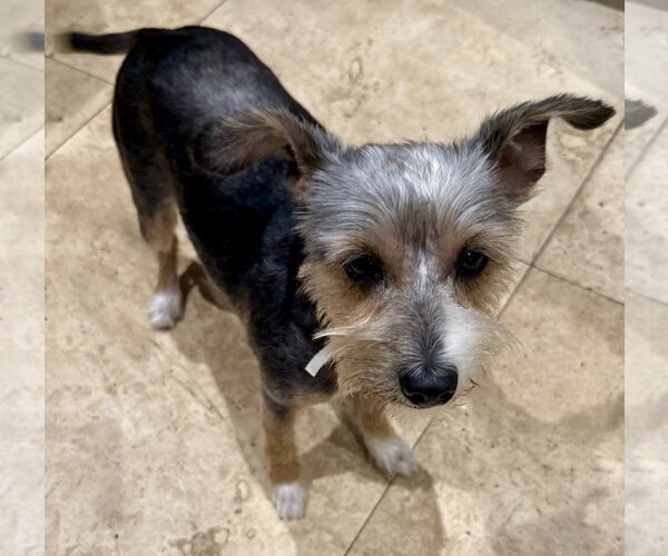 Medium Photo #5 Mutt Puppy For Sale in Boca Raton, FL, USA