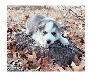Siberian Husky Puppy for sale in LEON, IA, USA