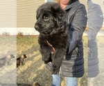 Small Photo #30 German Shepherd Dog Puppy For Sale in AURORA, SD, USA