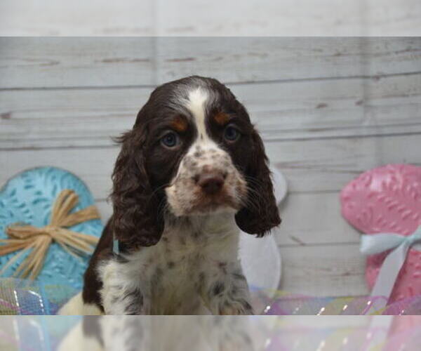 Medium Photo #5 English Springer Spaniel Puppy For Sale in EAST PALESTINE, OH, USA