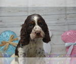 Small Photo #5 English Springer Spaniel Puppy For Sale in EAST PALESTINE, OH, USA