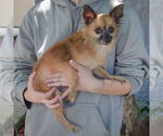 Small #1 Chihuahua Mix