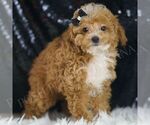 Small #3 Poodle (Miniature)