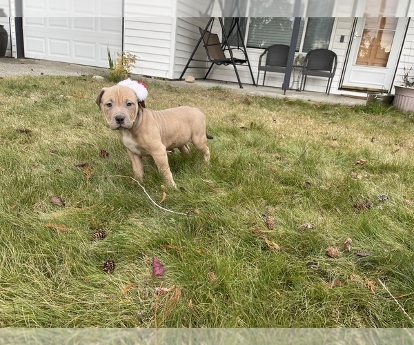 Medium Photo #1 American Bully Puppy For Sale in FEDERAL WAY, WA, USA