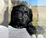 Puppy 7 Aussiedoodle Miniature 