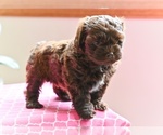 Small #1 Shih-Poo