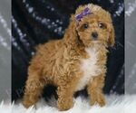 Small Photo #96 Poodle (Toy) Puppy For Sale in WARSAW, IN, USA