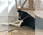 Small #8 Border Collie Mix