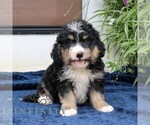 Small Bernedoodle (Miniature)