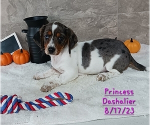 Cavalier King Charles Spaniel-Dachshund Mix Puppy for Sale in TOPEKA, Indiana USA