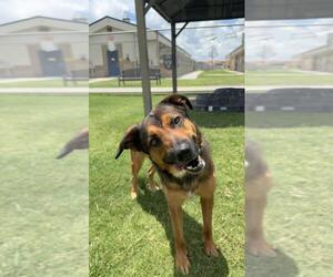 German Shepherd Dog Dogs for adoption in Corpus Christi, TX, USA