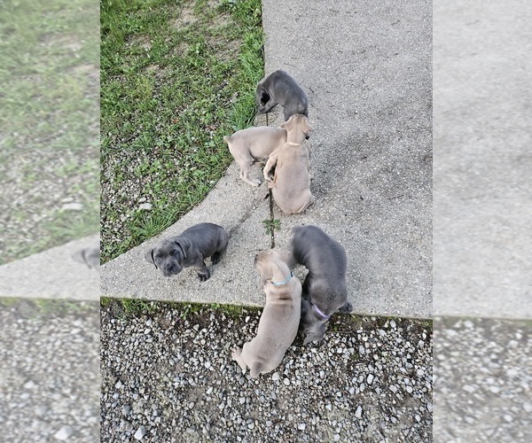 Medium Photo #7 Cane Corso Puppy For Sale in SCOTTSBURG, IN, USA
