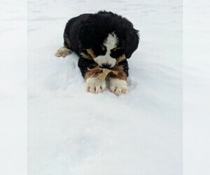 Bernese Mountain Dog Puppy for sale in BONNERS FERRY, ID, USA