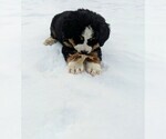 Small Photo #1 Bernese Mountain Dog Puppy For Sale in BONNERS FERRY, ID, USA