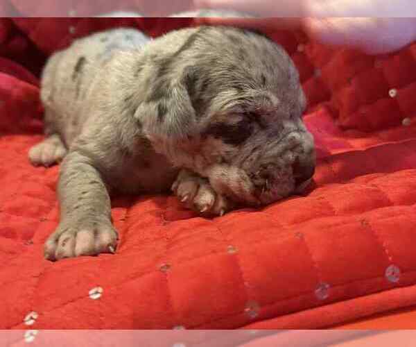 Medium Photo #13 Great Dane Puppy For Sale in ALVORD, TX, USA