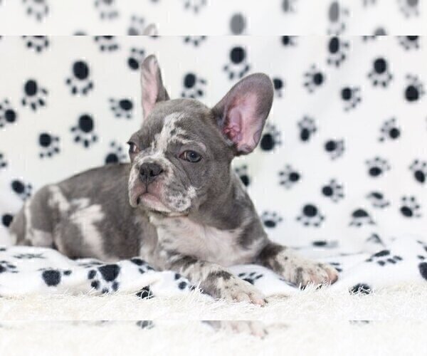 Medium Photo #2 French Bulldog Puppy For Sale in RYE, NY, USA