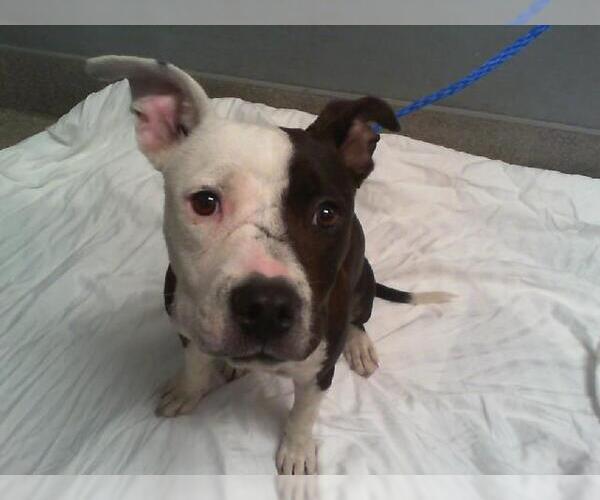 Medium Photo #1 American Pit Bull Terrier-Unknown Mix Puppy For Sale in Las Vegas, NV, USA