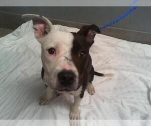 American Pit Bull Terrier-Unknown Mix Dogs for adoption in Las Vegas, NV, USA