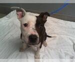 Small American Pit Bull Terrier Mix