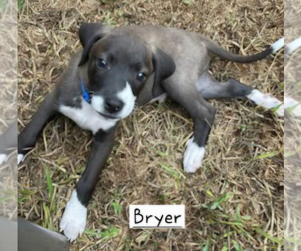 Medium Photo #3 Border Collie-Unknown Mix Puppy For Sale in Alexander, AR, USA