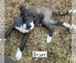Small #2 Border Collie Mix