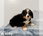 Puppy 2 Bernese Mountain Dog-Cavalier King Charles Spaniel Mix
