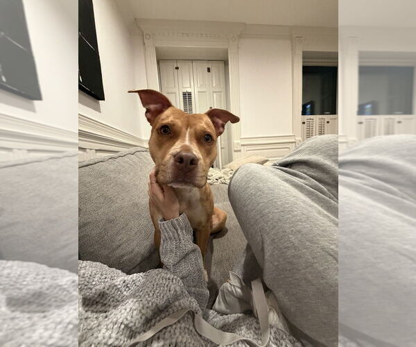 Medium Photo #4 Mutt Puppy For Sale in Brewster, NY, USA