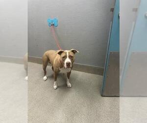 Mutt Dogs for adoption in Las Vegas, NV, USA