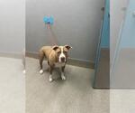 Small Mutt