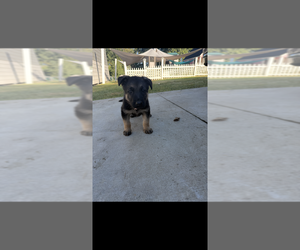 German Shepherd Dog Puppy for sale in MADISON, NC, USA