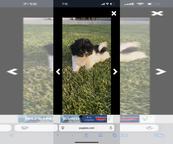 Medium Photo #3 ShihPoo Puppy For Sale in MEAD, CO, USA