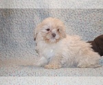 Small #2 ShihPoo