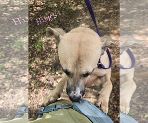 Ivy - Female Mutt Dog for Adoption - Photo #5