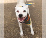 Small American Staffordshire Terrier Mix