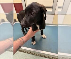 Labrador Retriever Dogs for adoption in Plano, TX, USA
