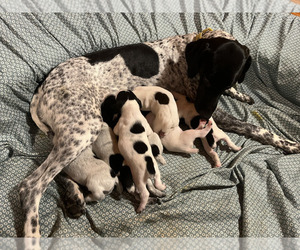German Shorthaired Pointer Puppy for sale in CULLOWHEE, NC, USA