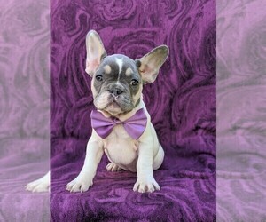 French Bulldog Puppy for sale in QUARRYVILLE, PA, USA