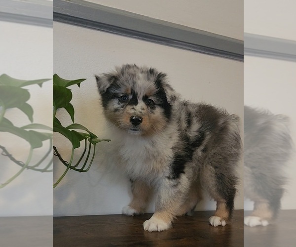 Medium Photo #1 Australian Shepherd Puppy For Sale in INDIANAPOLIS, IN, USA