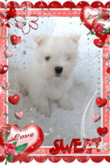 Maltese Puppy for sale in DOUGLAS, GA, USA
