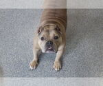 Small #3 Bulldog Mix