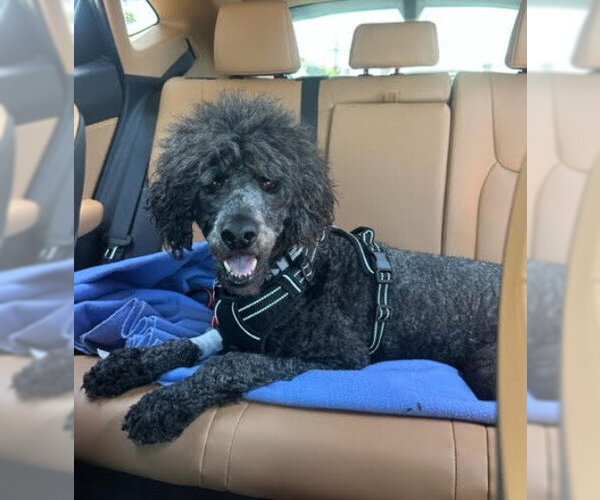 Medium Photo #1 Poodle (Standard) Puppy For Sale in San Diego, CA, USA