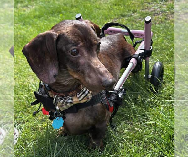 Medium Photo #2 Dachshund Puppy For Sale in Fruitland, SC, USA