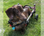 Small #1 Dachshund