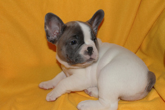 French Bulldog Puppy for sale in LIBERTY, MO, USA