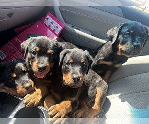 Rottweiler Puppy for sale in OAK FOREST, IL, USA