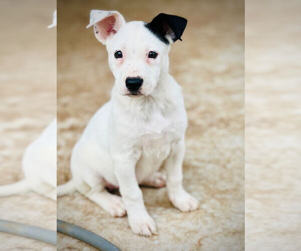 Medium Photo #2 Mutt Puppy For Sale in Amarillo, TX, USA