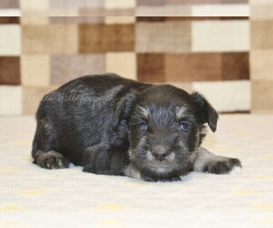 Schnauzer (Miniature) Puppy for sale in DENVER, PA, USA