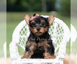 Puppy Maple Yorkshire Terrier
